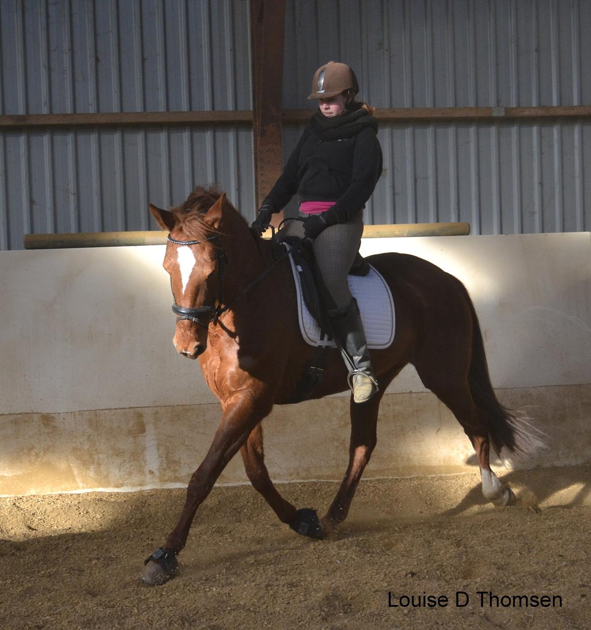 Dansk Varmblod Andina Solvang billede 39