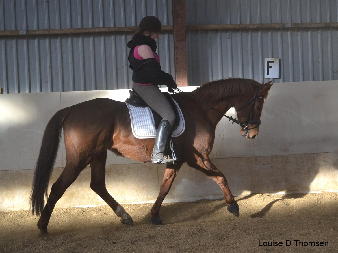 Dansk Varmblod Andina Solvang billede 40