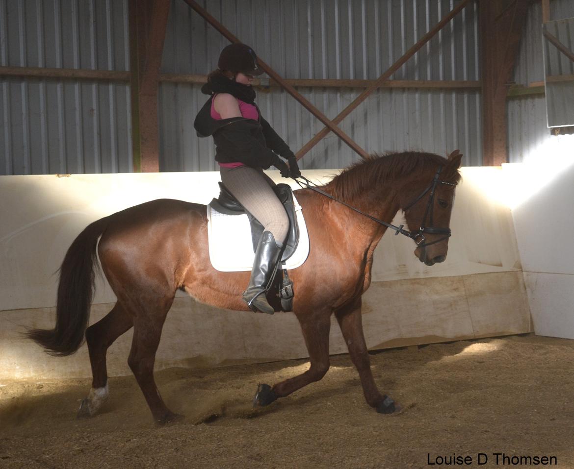 Dansk Varmblod Andina Solvang billede 41