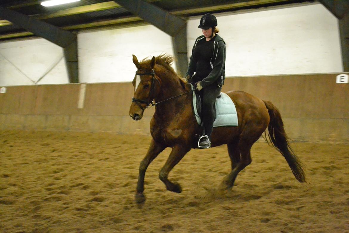 Dansk Varmblod Andina Solvang billede 42