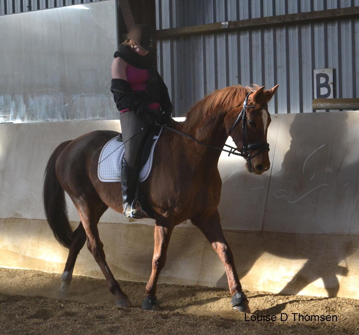 Dansk Varmblod Andina Solvang billede 43