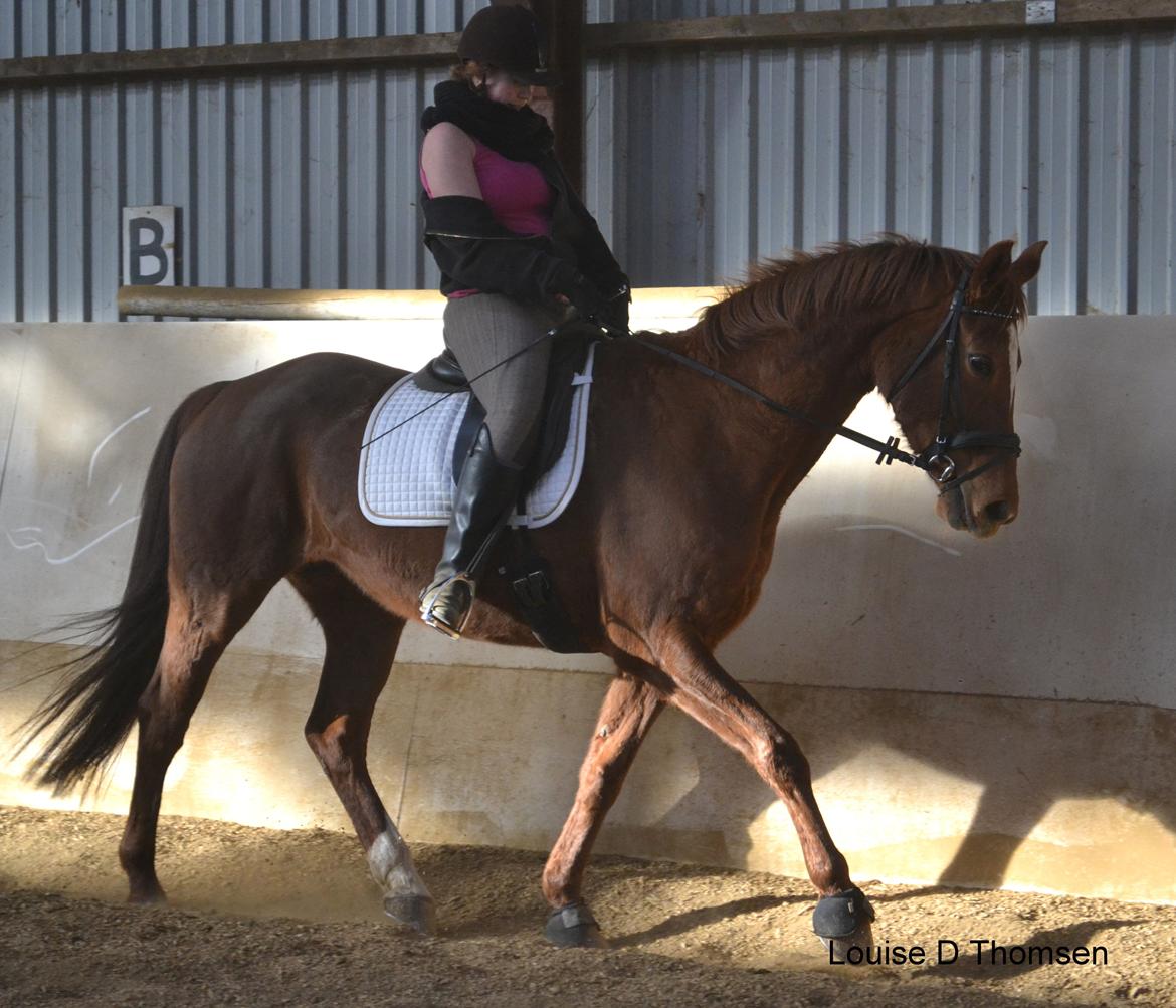 Dansk Varmblod Andina Solvang billede 44