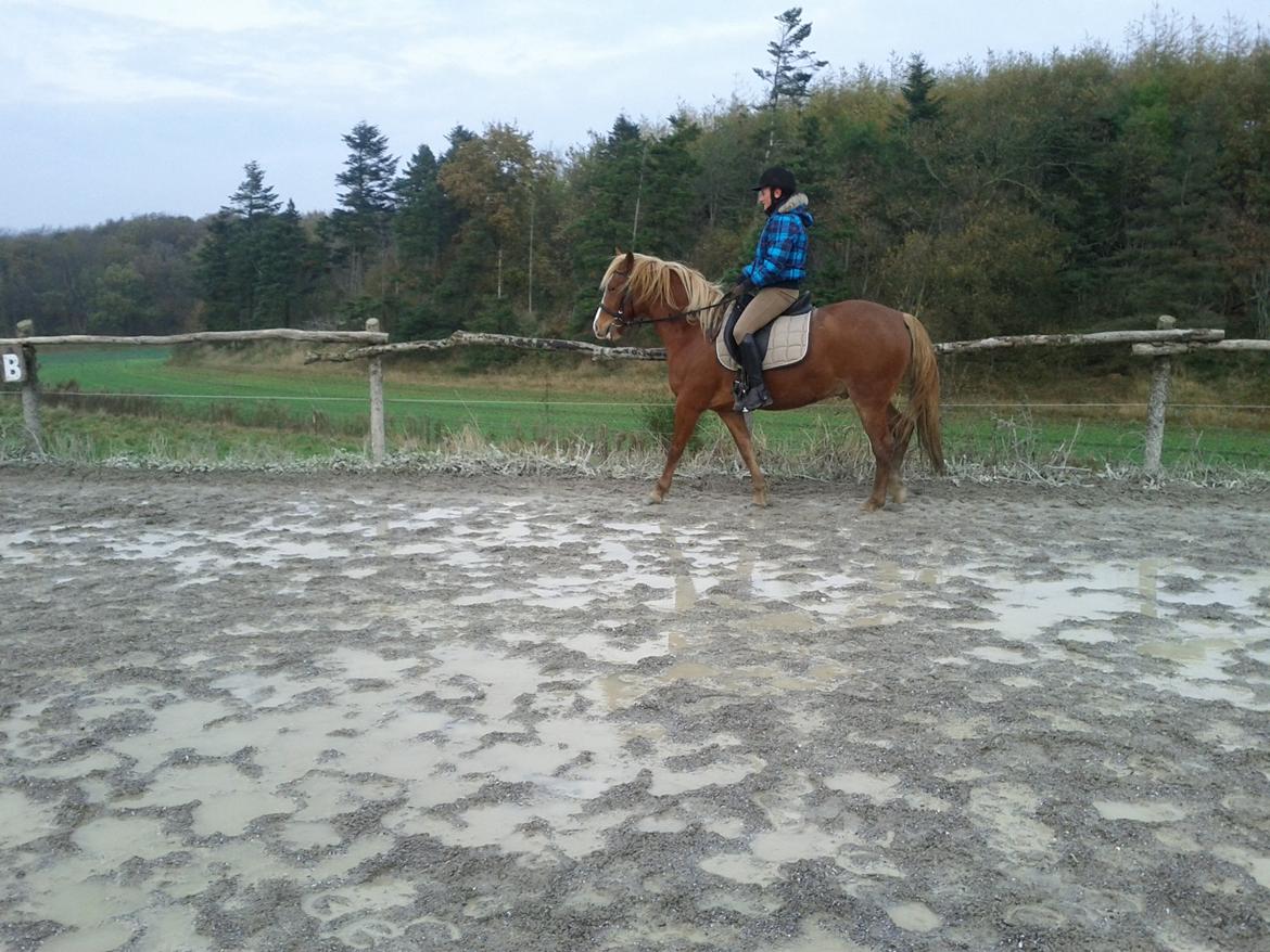 Anden særlig race Kjelstrups Shadow :) billede 28