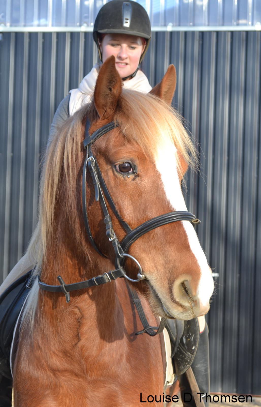 Anden særlig race Kjelstrups Shadow :) billede 1