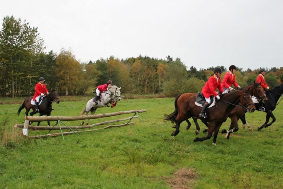 New Forest Rødtjørns Geronimo billede 1