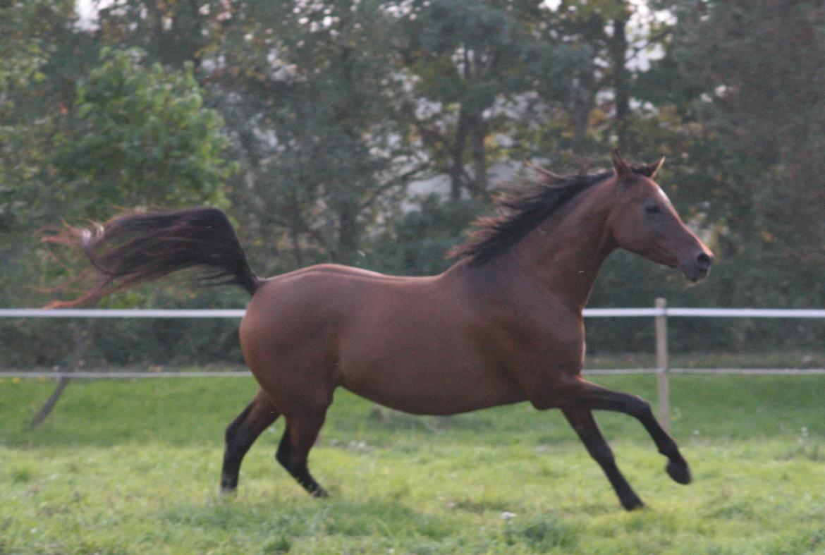 DSP Reb'l Fleur - oktober 2013 billede 42