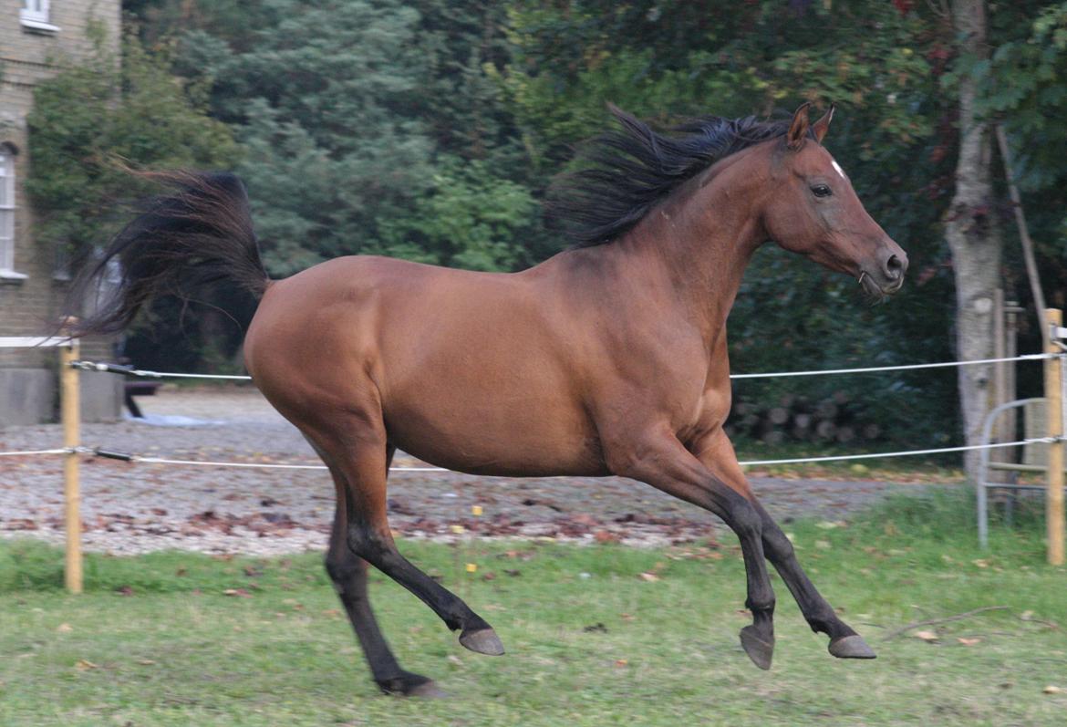 DSP Reb'l Fleur - oktober 2013 billede 28