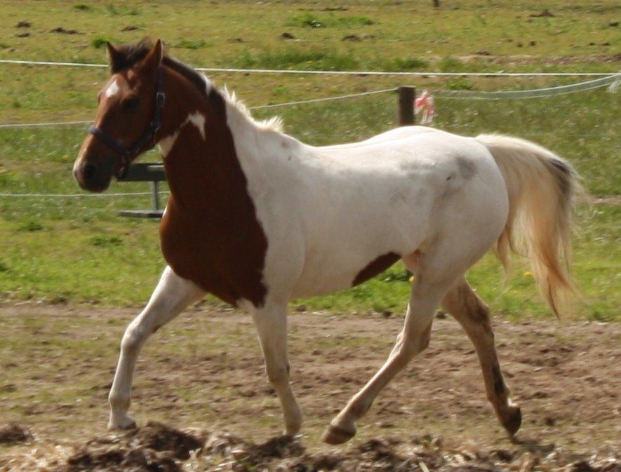 Pinto Starlight billede 25