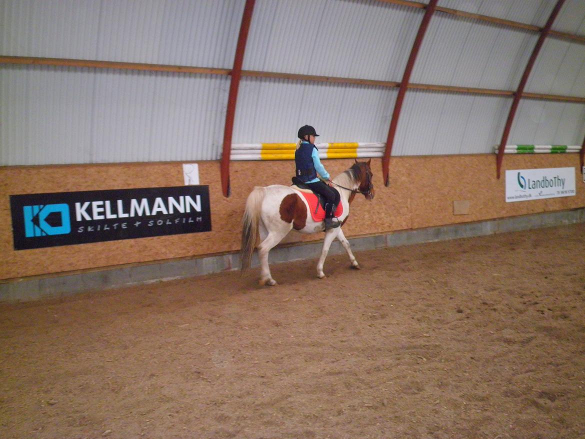 Pinto Starlight - Ditte og Starlight  billede 26