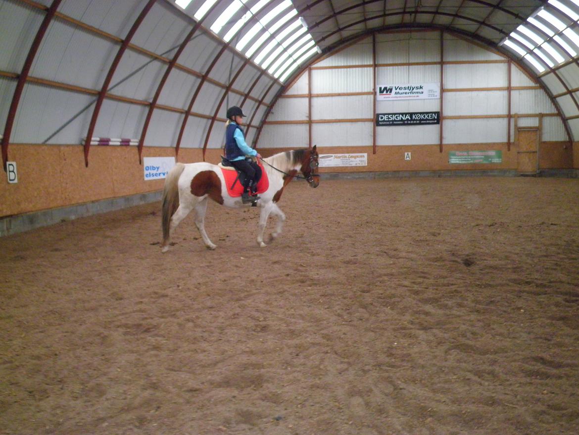 Pinto Starlight - Ditte og Starlight  billede 27