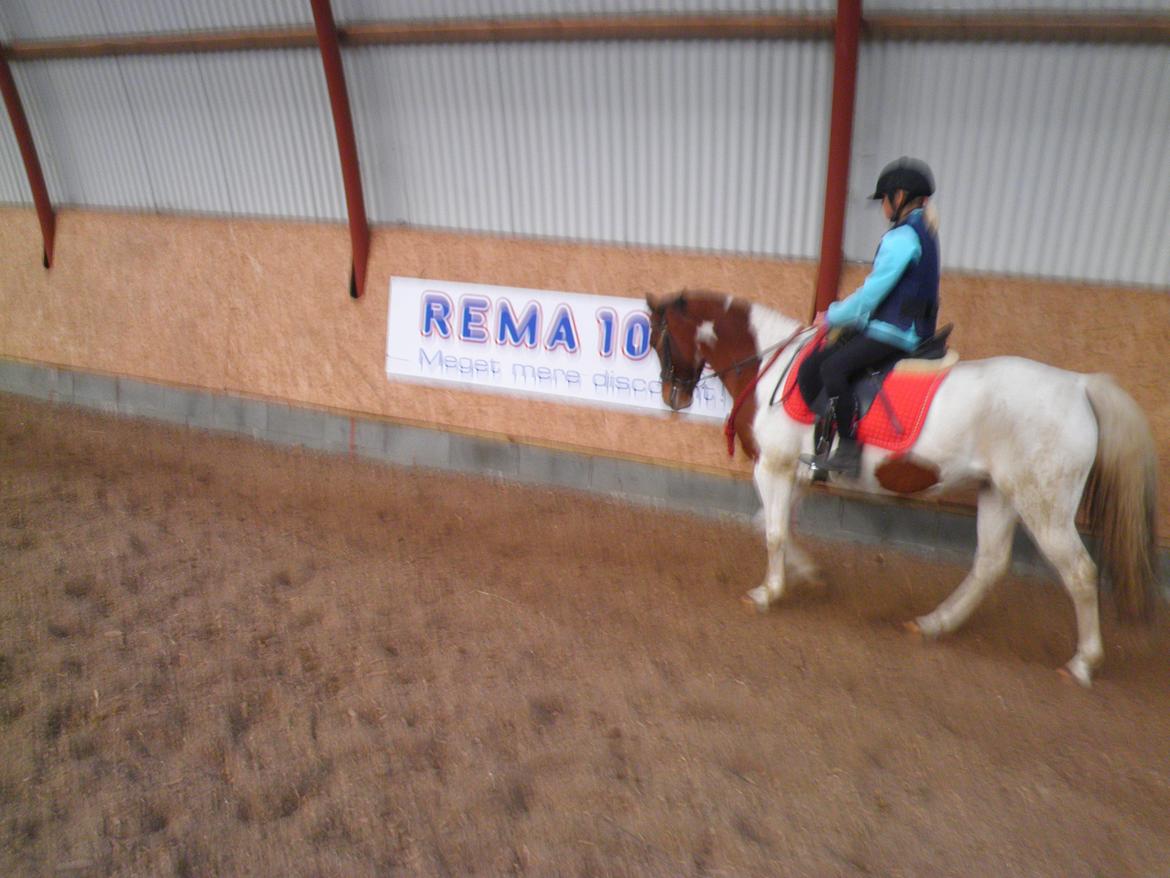 Pinto Starlight - Ditte og Starlight  billede 28