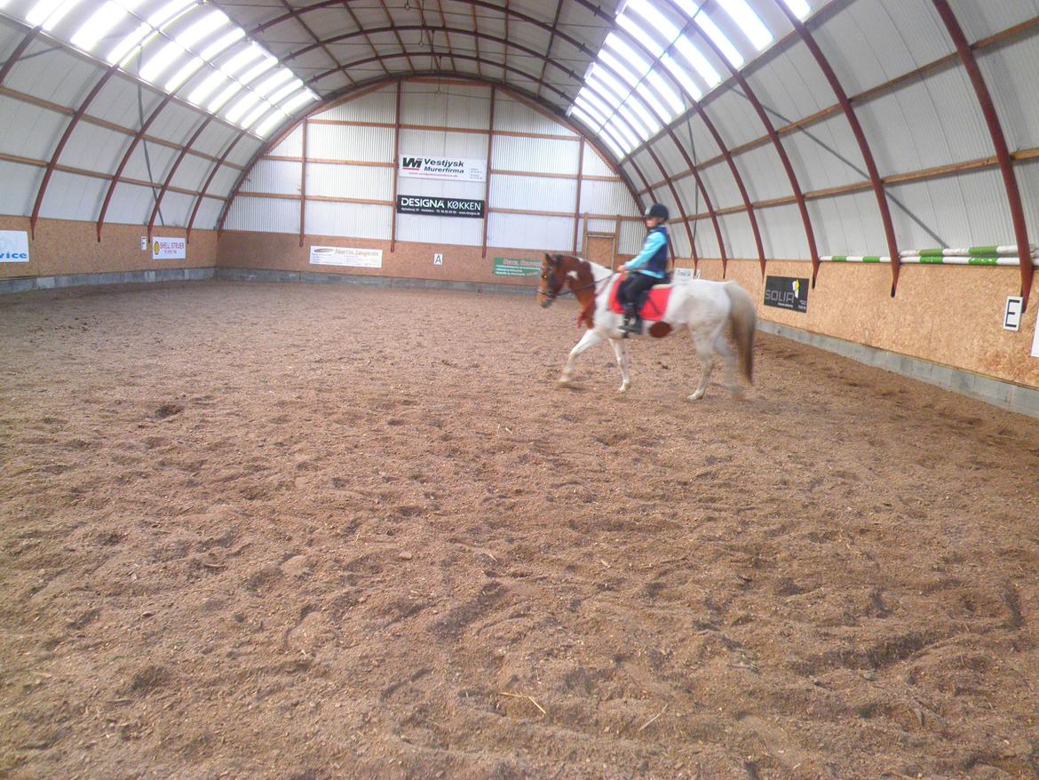 Pinto Starlight - Ditte og Starlight  billede 29