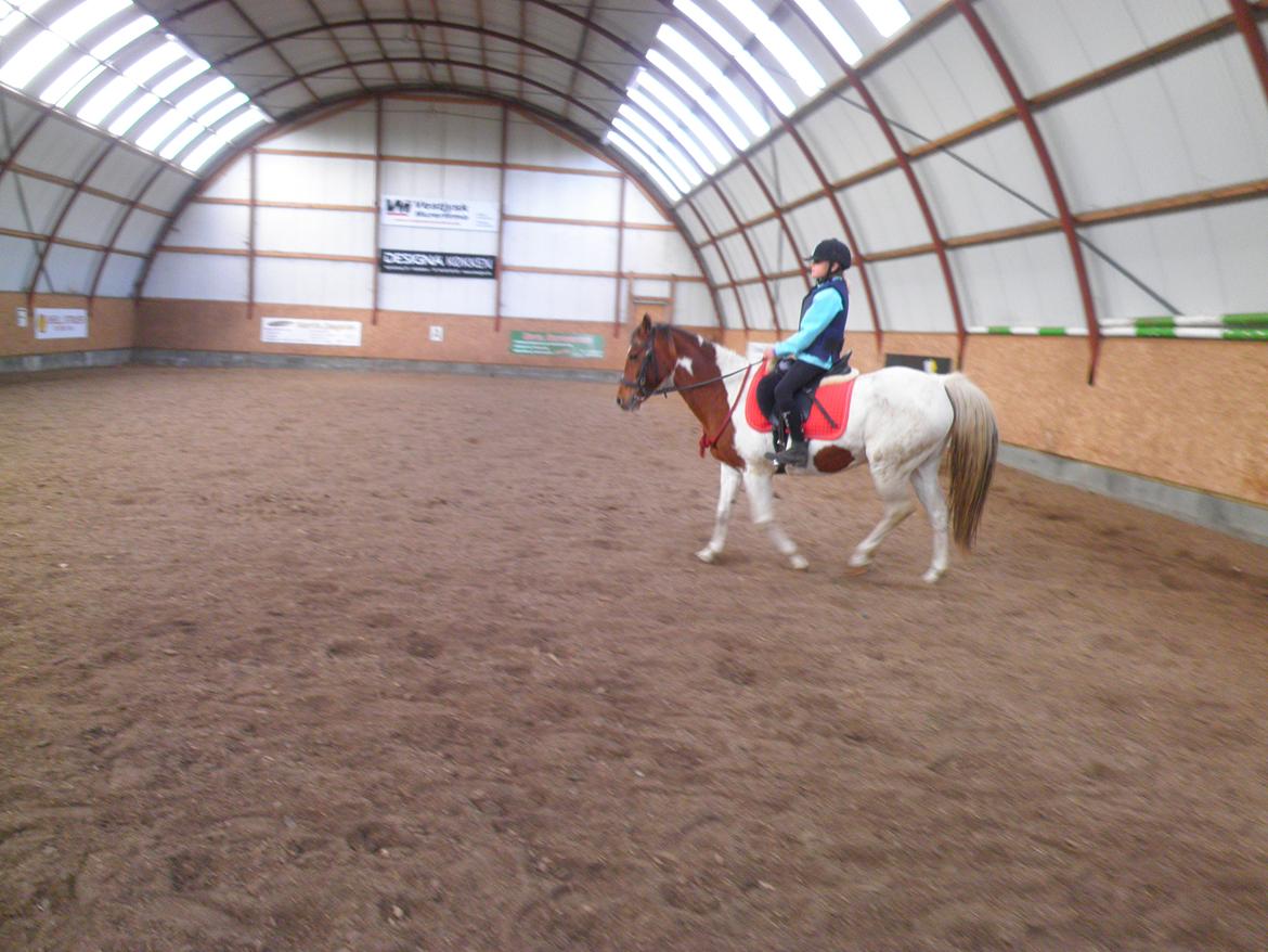 Pinto Starlight - Ditte og Starlight  billede 42
