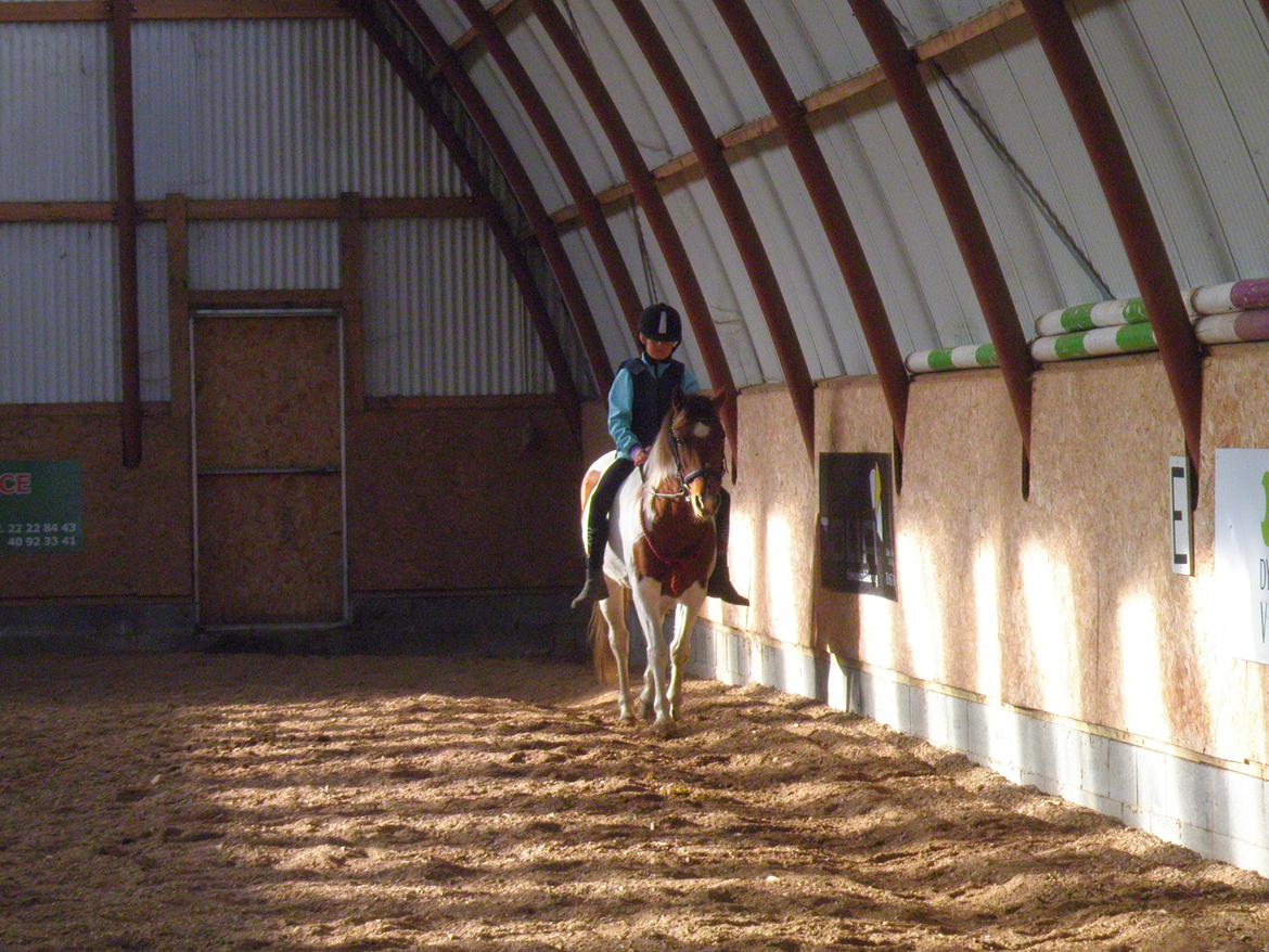Pinto Starlight - Ditte og Starlight  billede 30