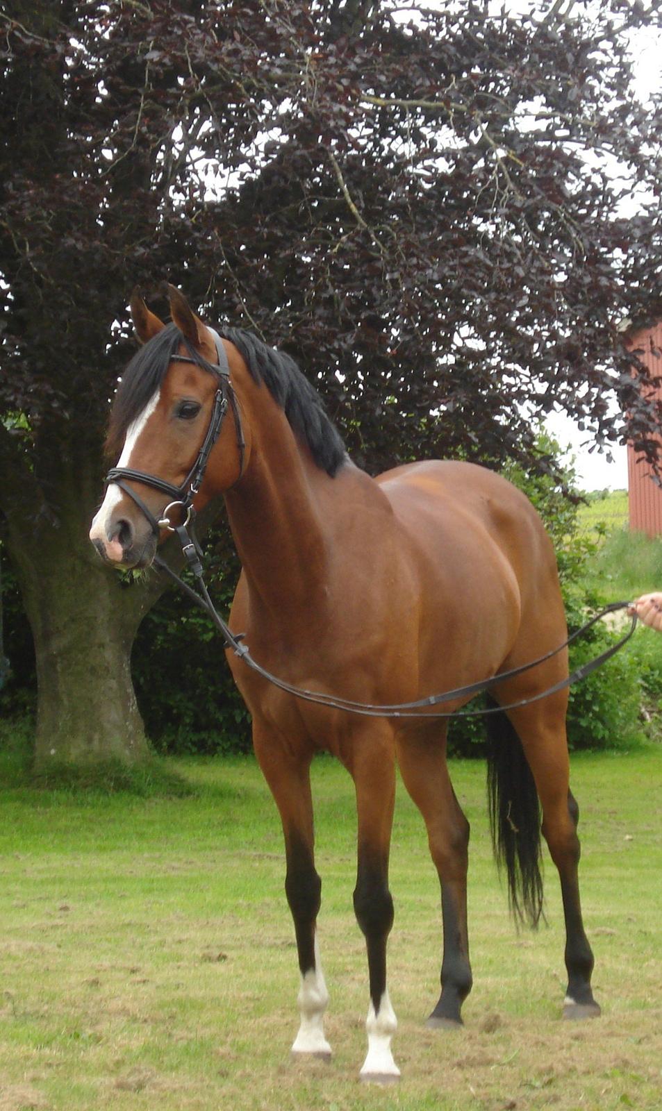 Anden særlig race Sunrice låne pony{B-Pony} billede 19