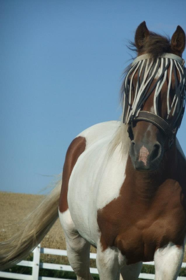 Pinto Starlight billede 32