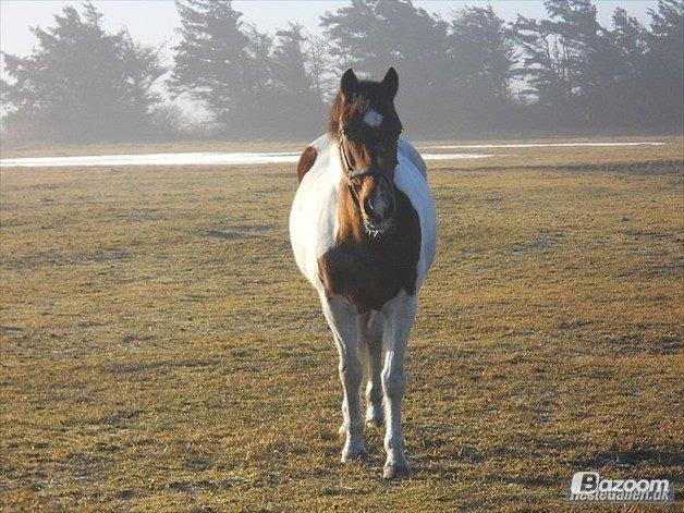 Pinto Starlight billede 33