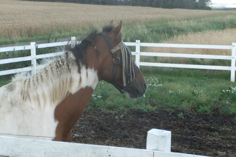 Pinto Starlight billede 34