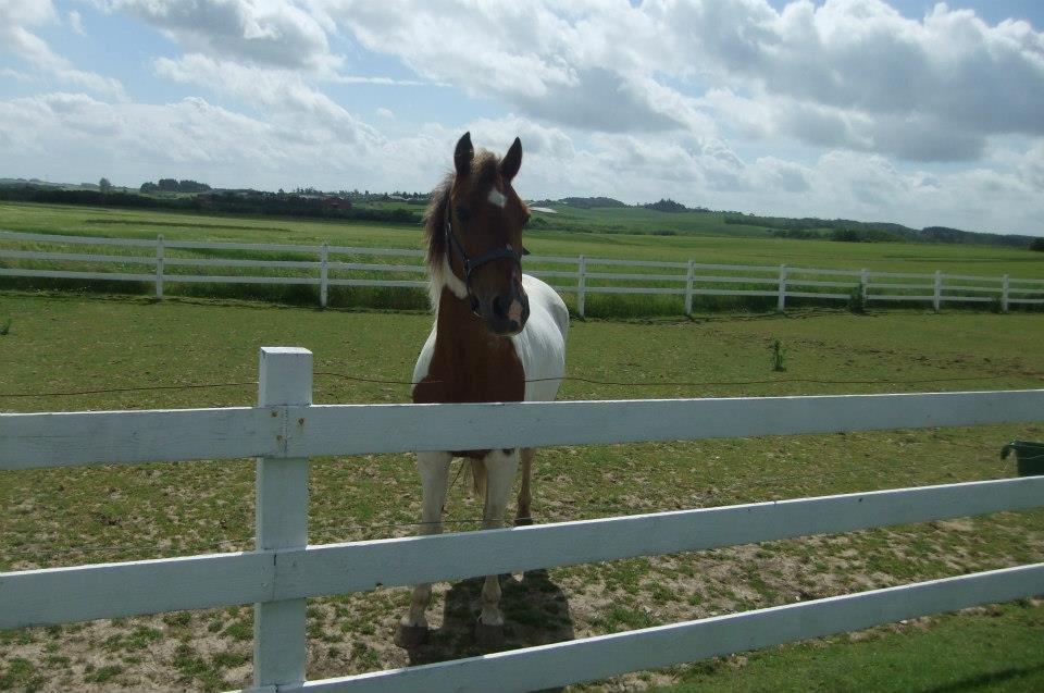 Pinto Starlight billede 35