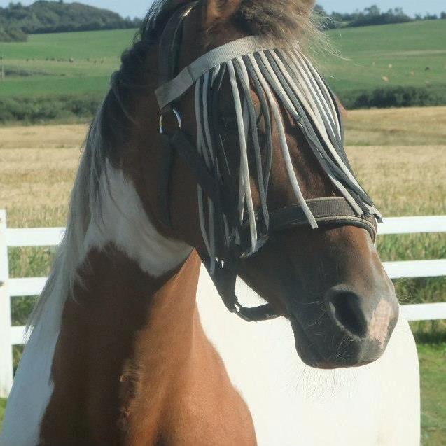 Pinto Starlight billede 36