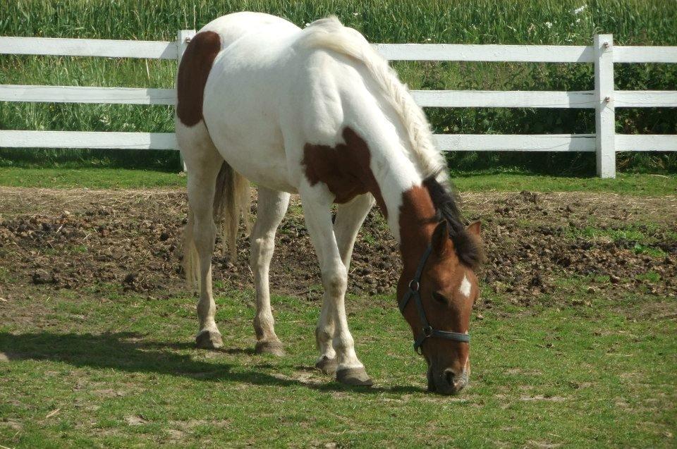 Pinto Starlight billede 37