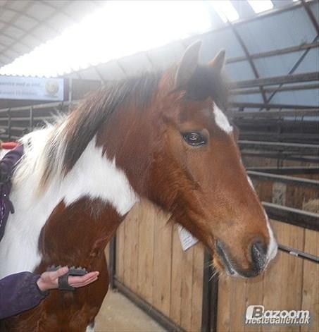 Pinto Starlight billede 40