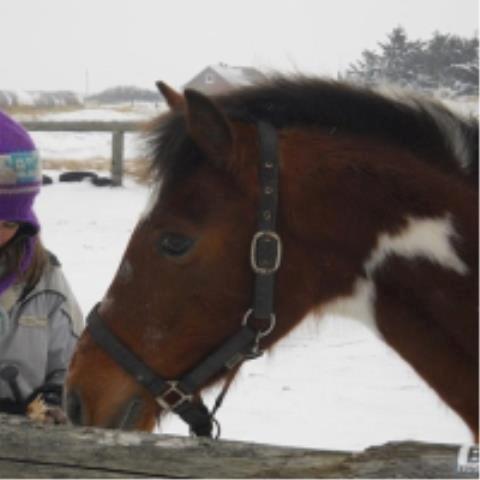 Pinto Starlight billede 43