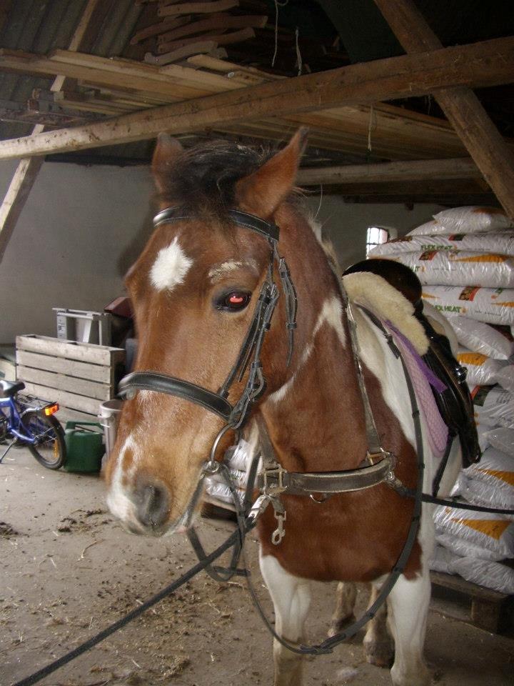 Pinto Starlight billede 44