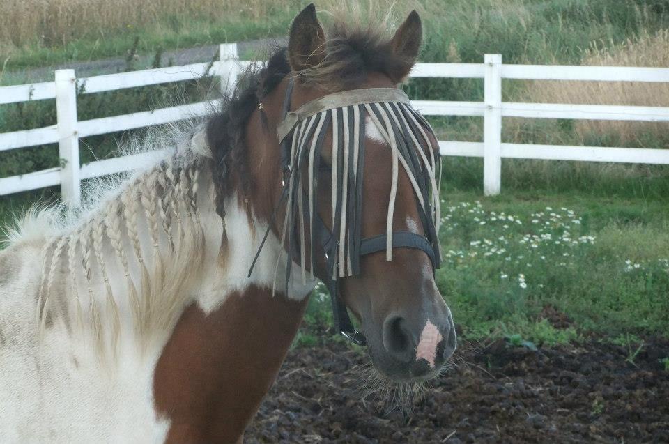 Pinto Starlight billede 45