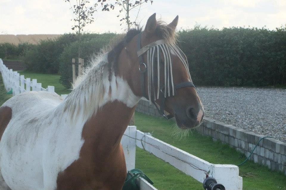 Pinto Starlight billede 23