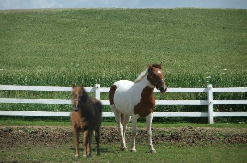 Pinto Starlight billede 46