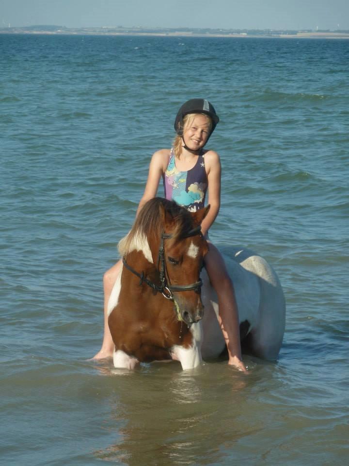 Pinto Starlight - Ditte og Starlight  billede 1