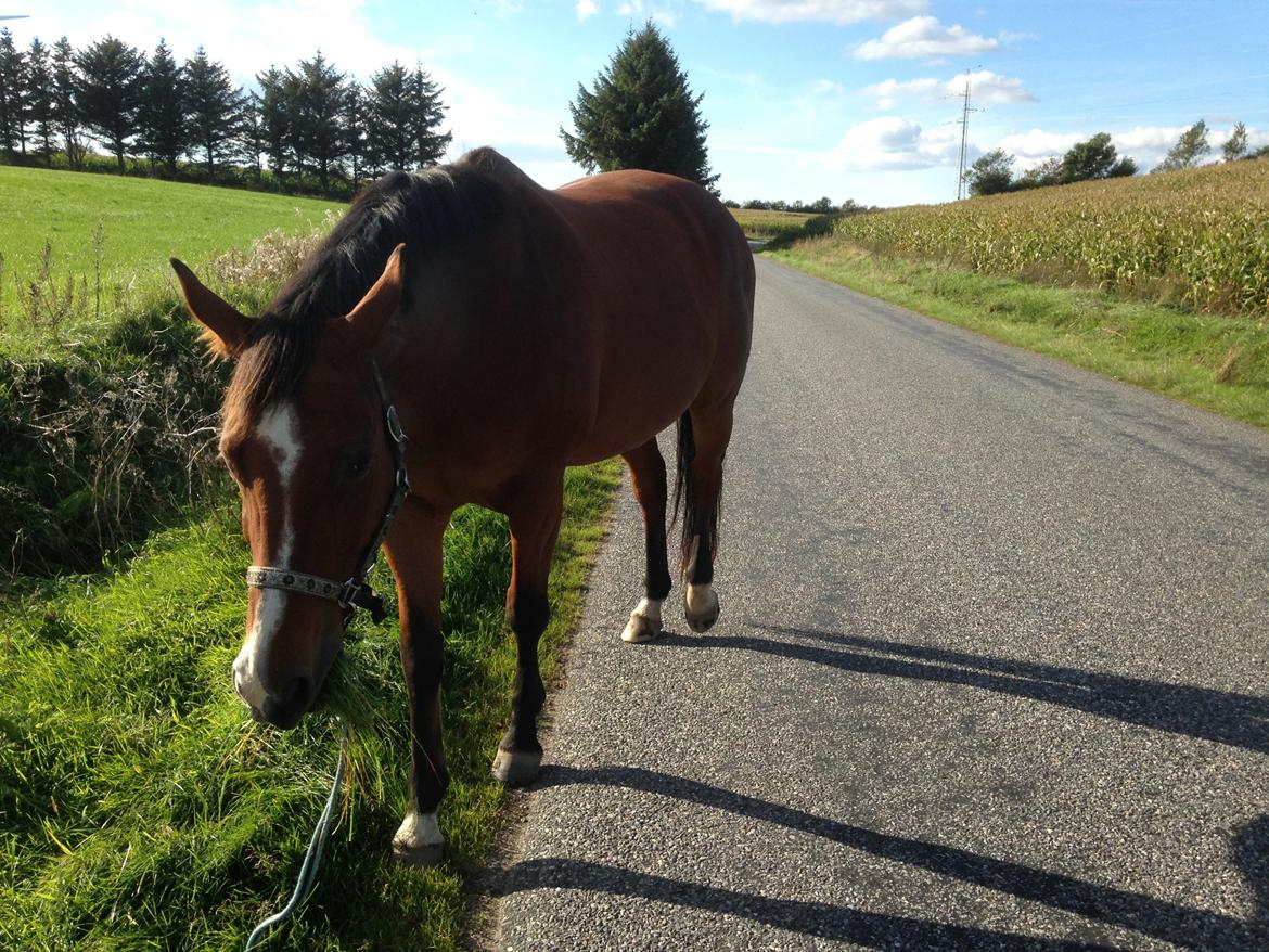 Dansk Varmblod Painters Aleks billede 1