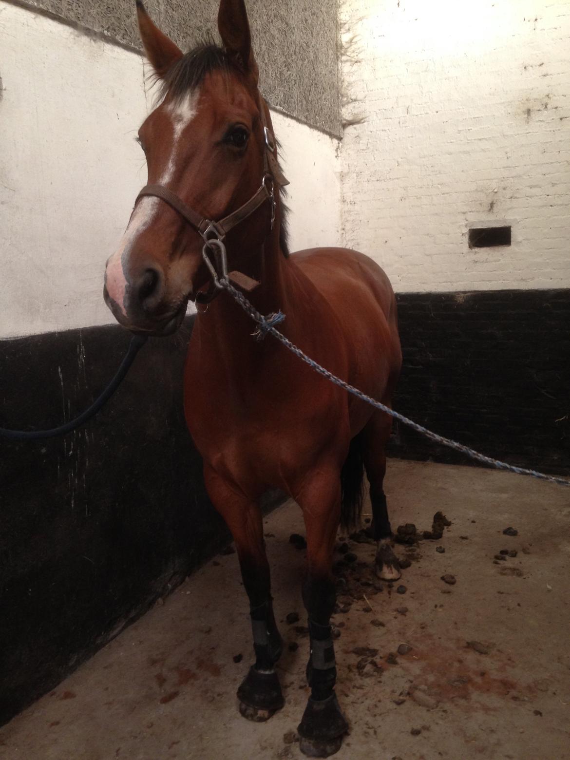 Dansk Varmblod Painters Aleks billede 2