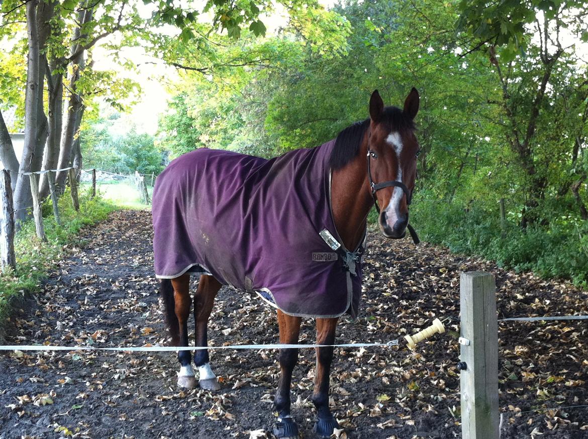 Dansk Varmblod Painters Aleks billede 3