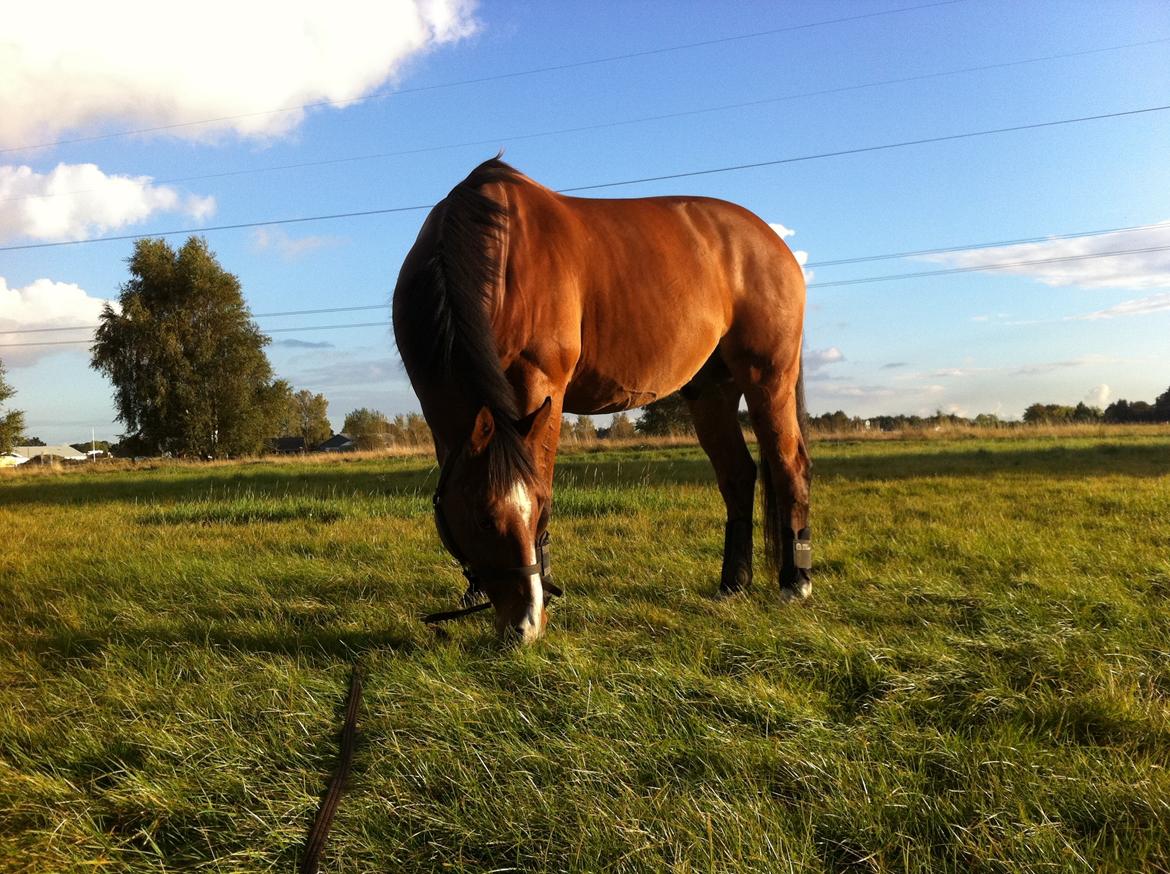 Dansk Varmblod Painters Aleks billede 4