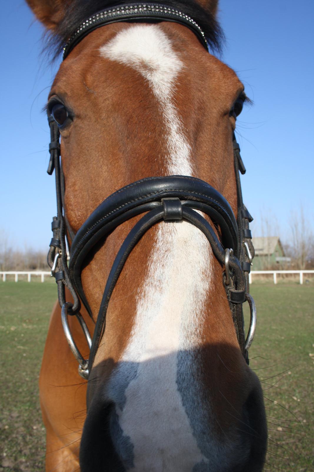 Dansk Varmblod Painters Aleks billede 5