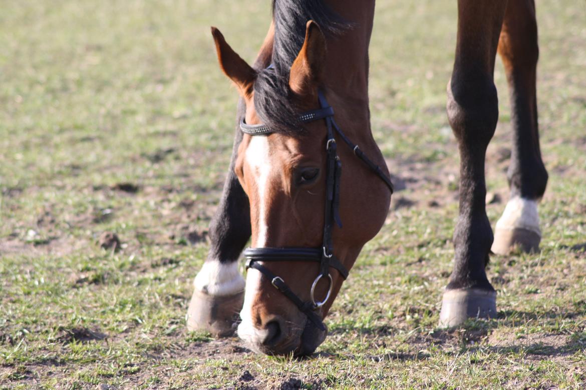 Dansk Varmblod Painters Aleks billede 6