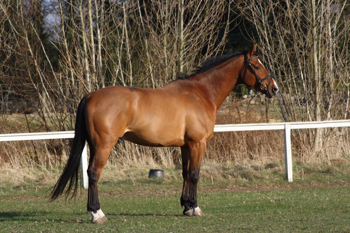 Dansk Varmblod Painters Aleks billede 7