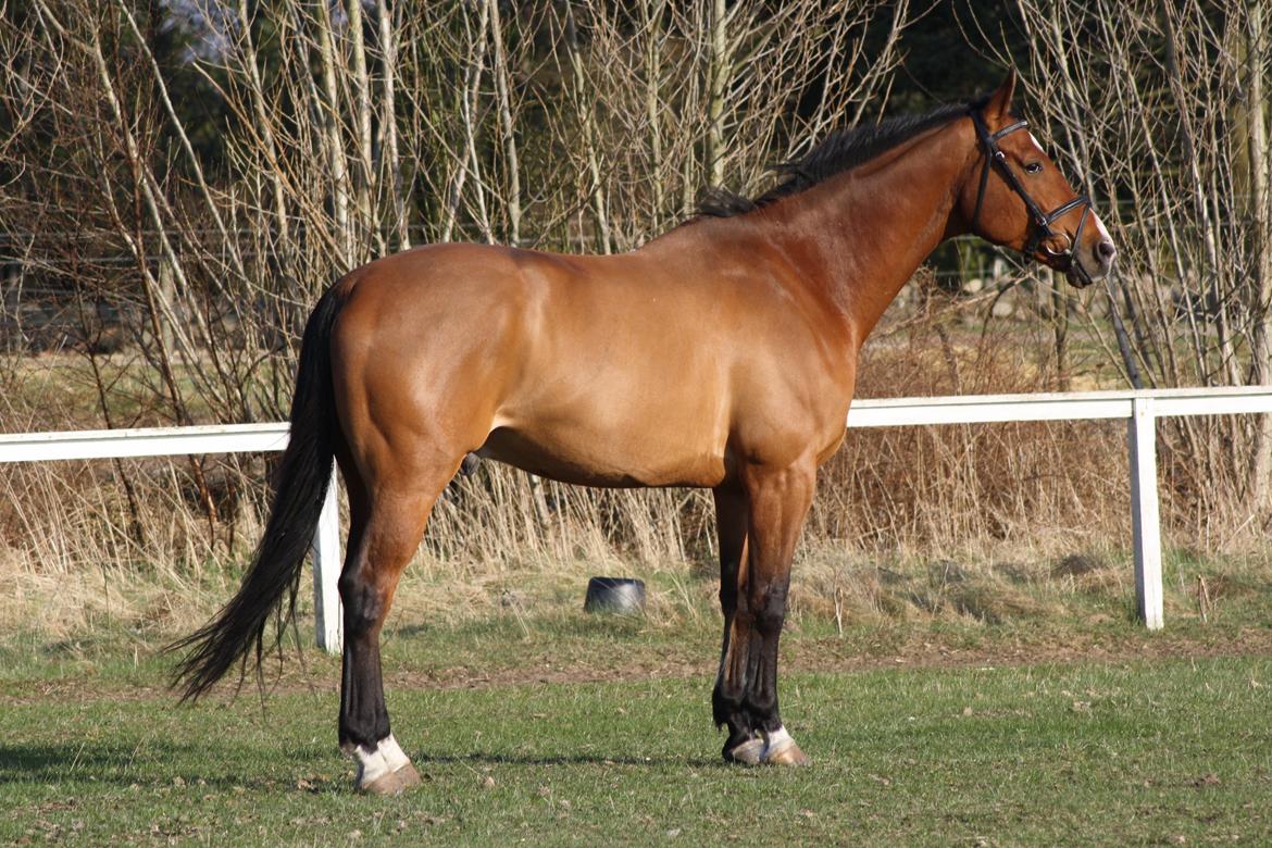 Dansk Varmblod Painters Aleks billede 8