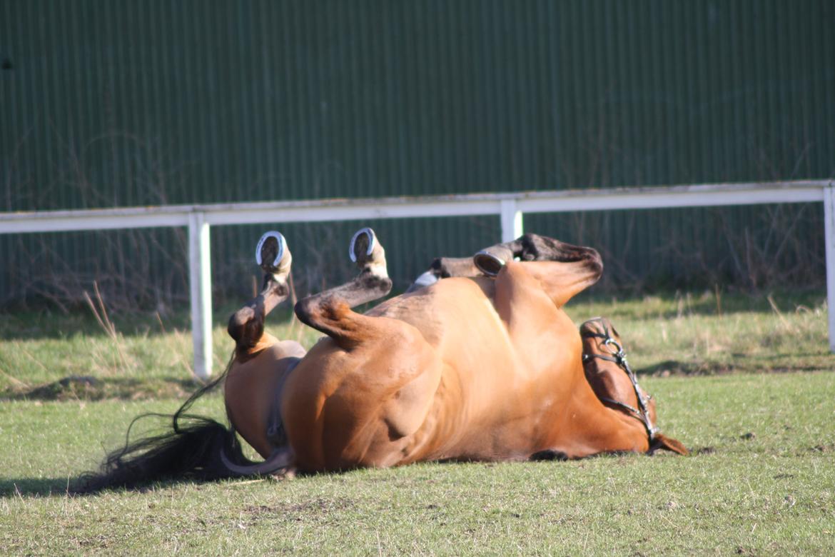 Dansk Varmblod Painters Aleks billede 9