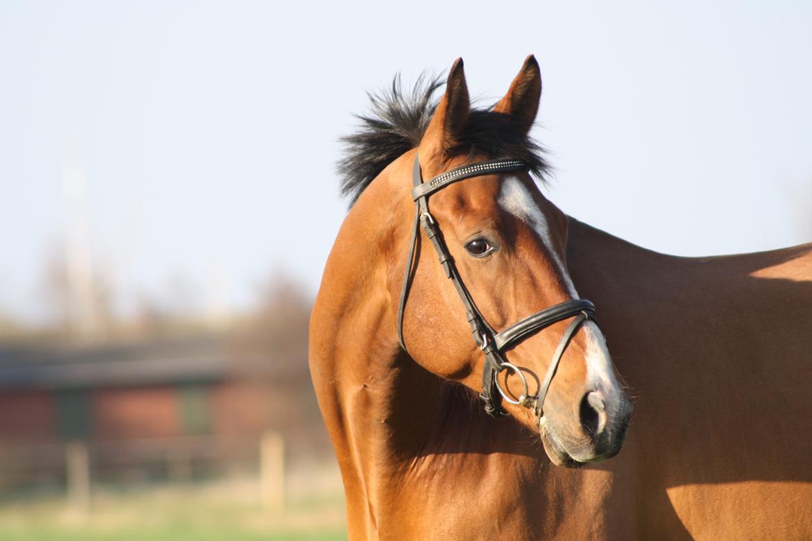 Dansk Varmblod Painters Aleks billede 10