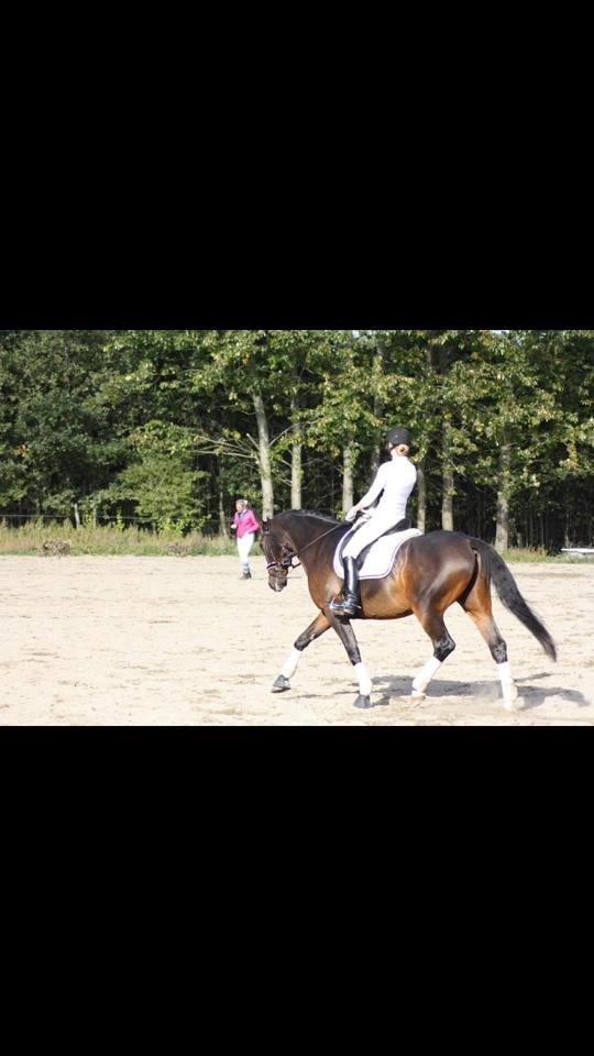 Anden særlig race Easy Go Sofus billede 5