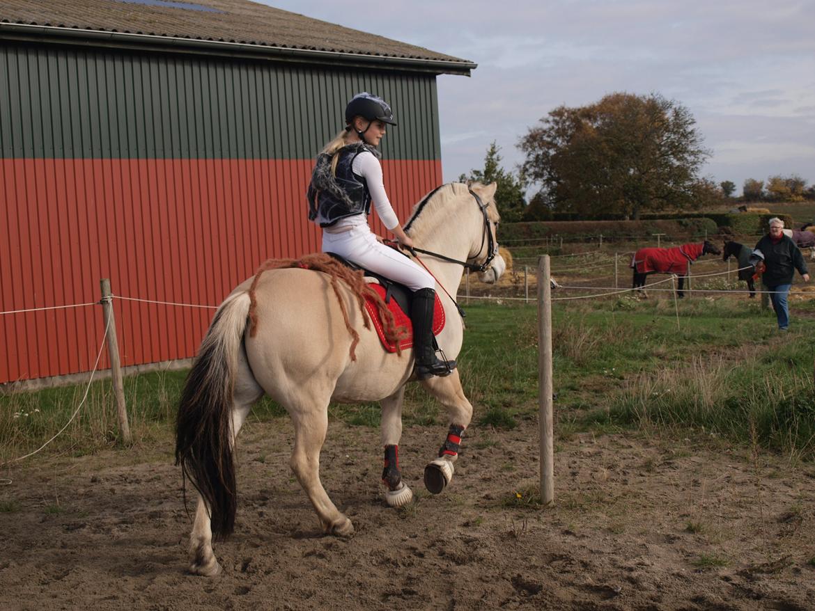 Fjordhest Mr. Jacson [Mor's pony] - Halloweenstævne SYR 2013, edderkoppe mennesket :D billede 3