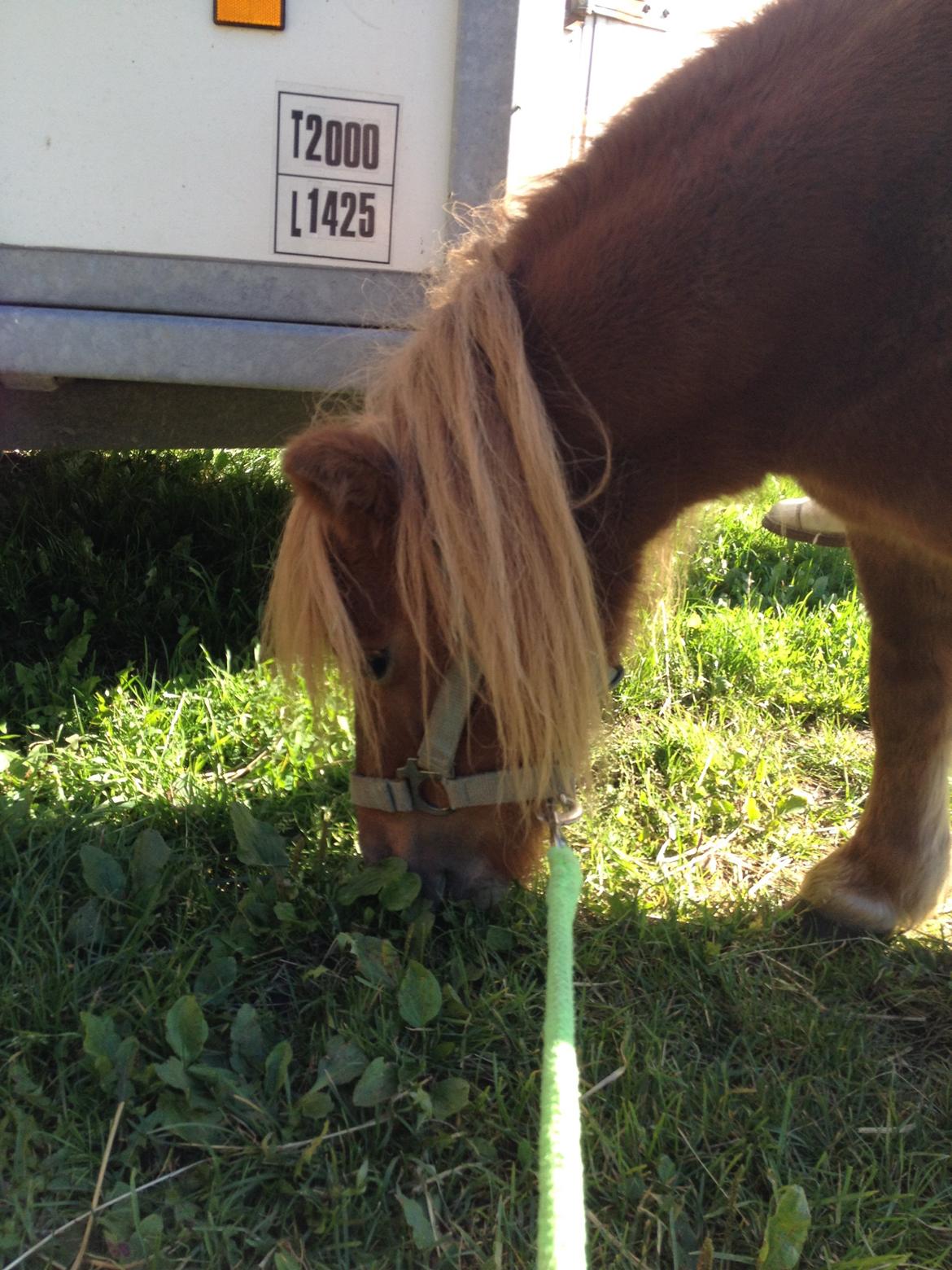 Shetlænder Mille billede 1