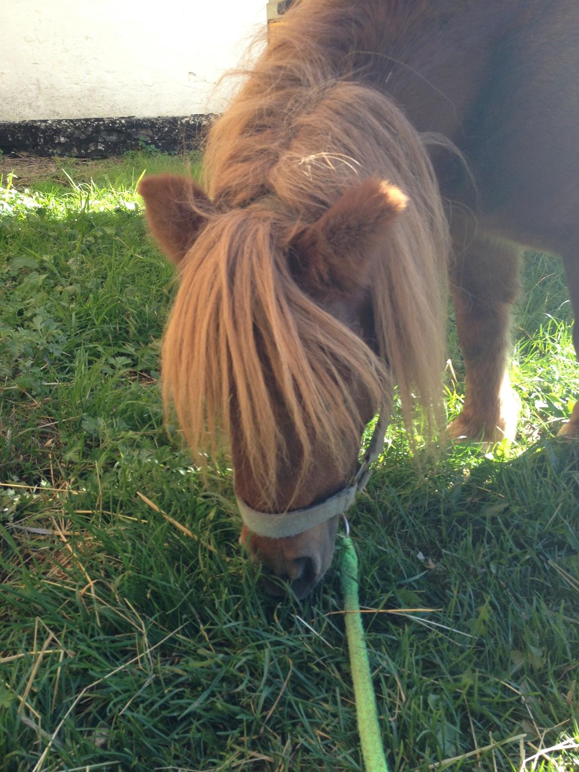 Shetlænder Mille billede 2