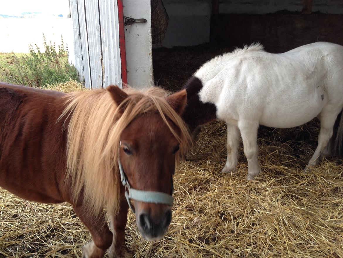 Shetlænder Mille billede 3