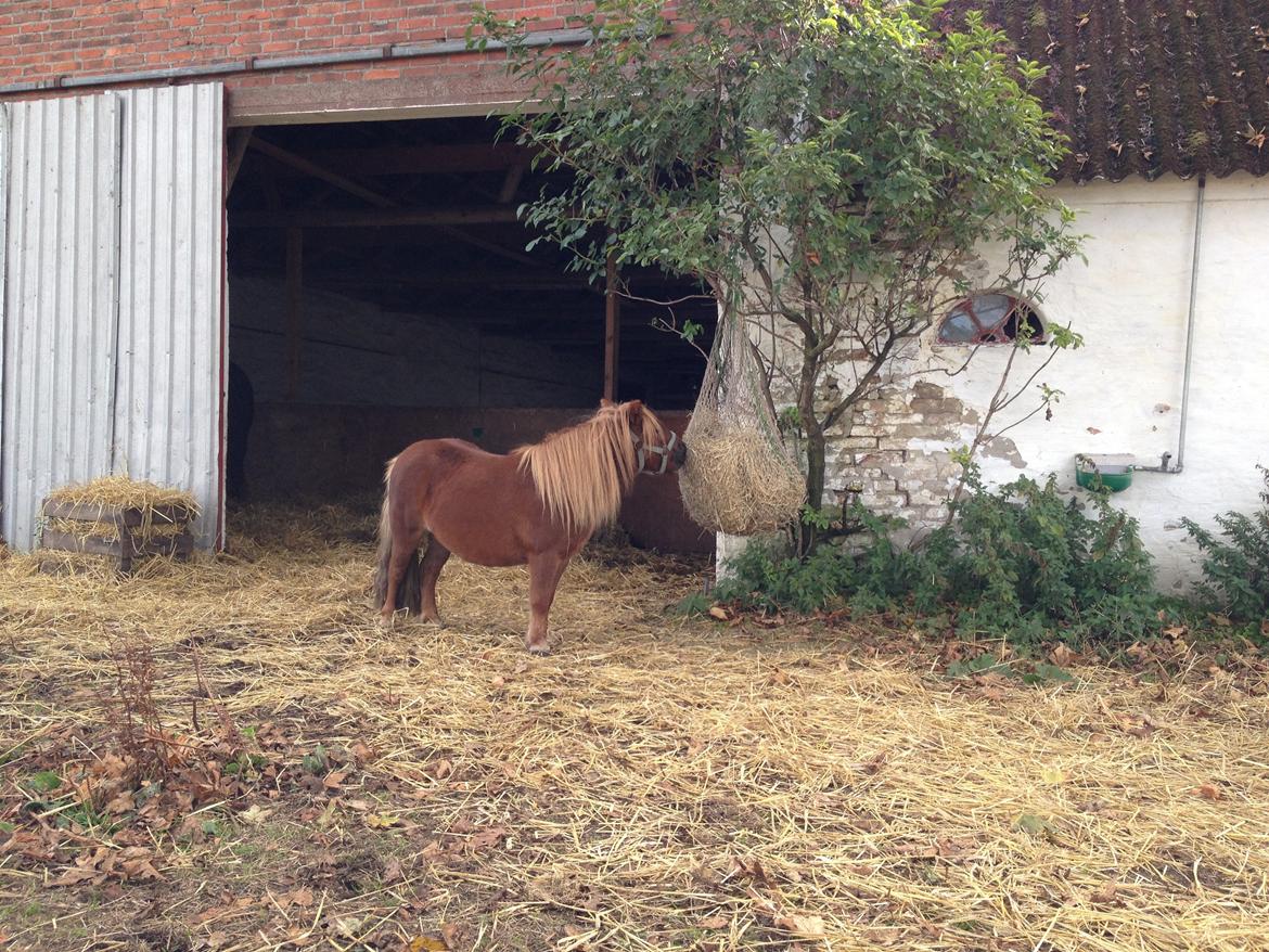 Shetlænder Mille billede 4