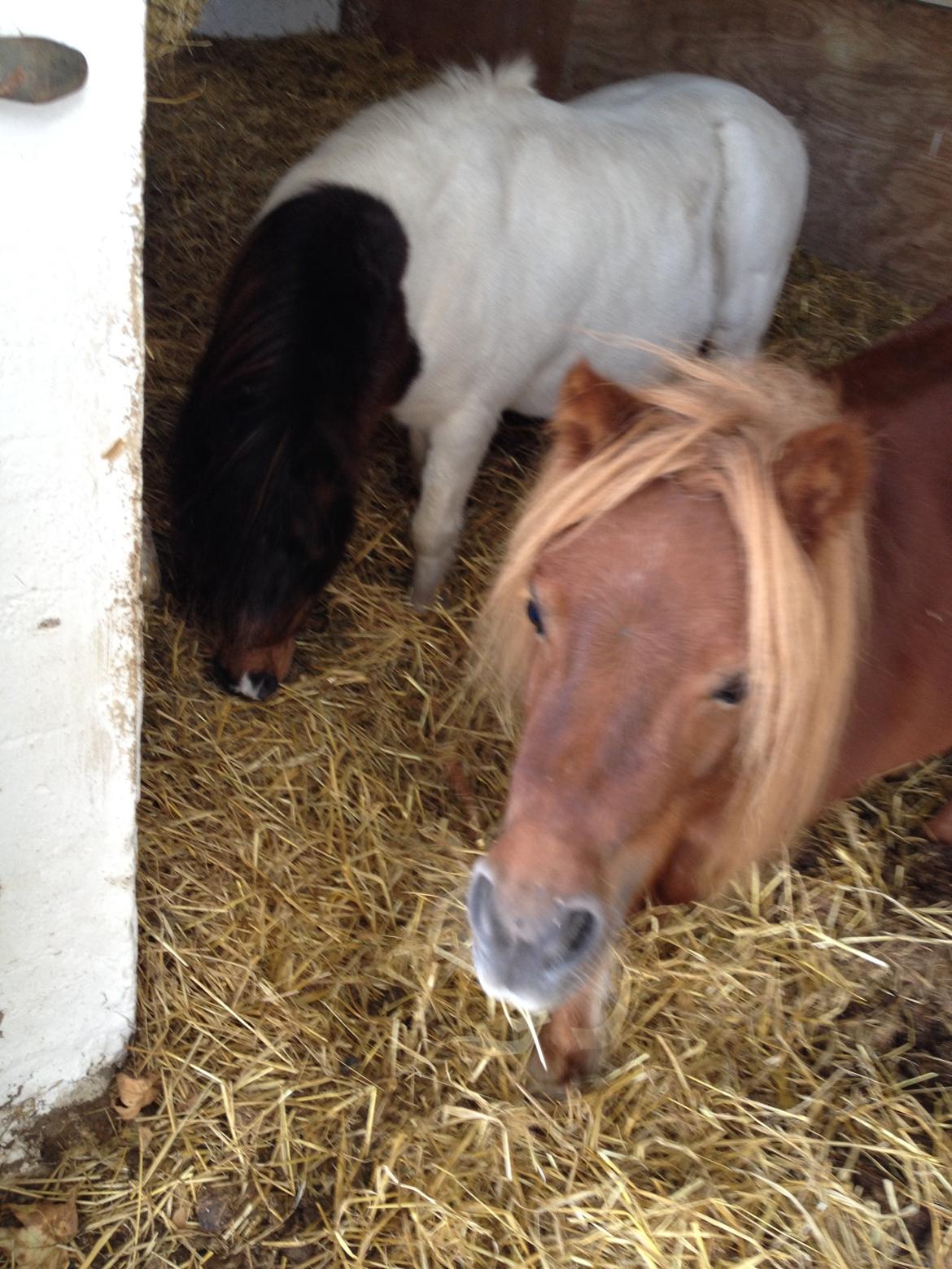 Shetlænder Mille billede 5