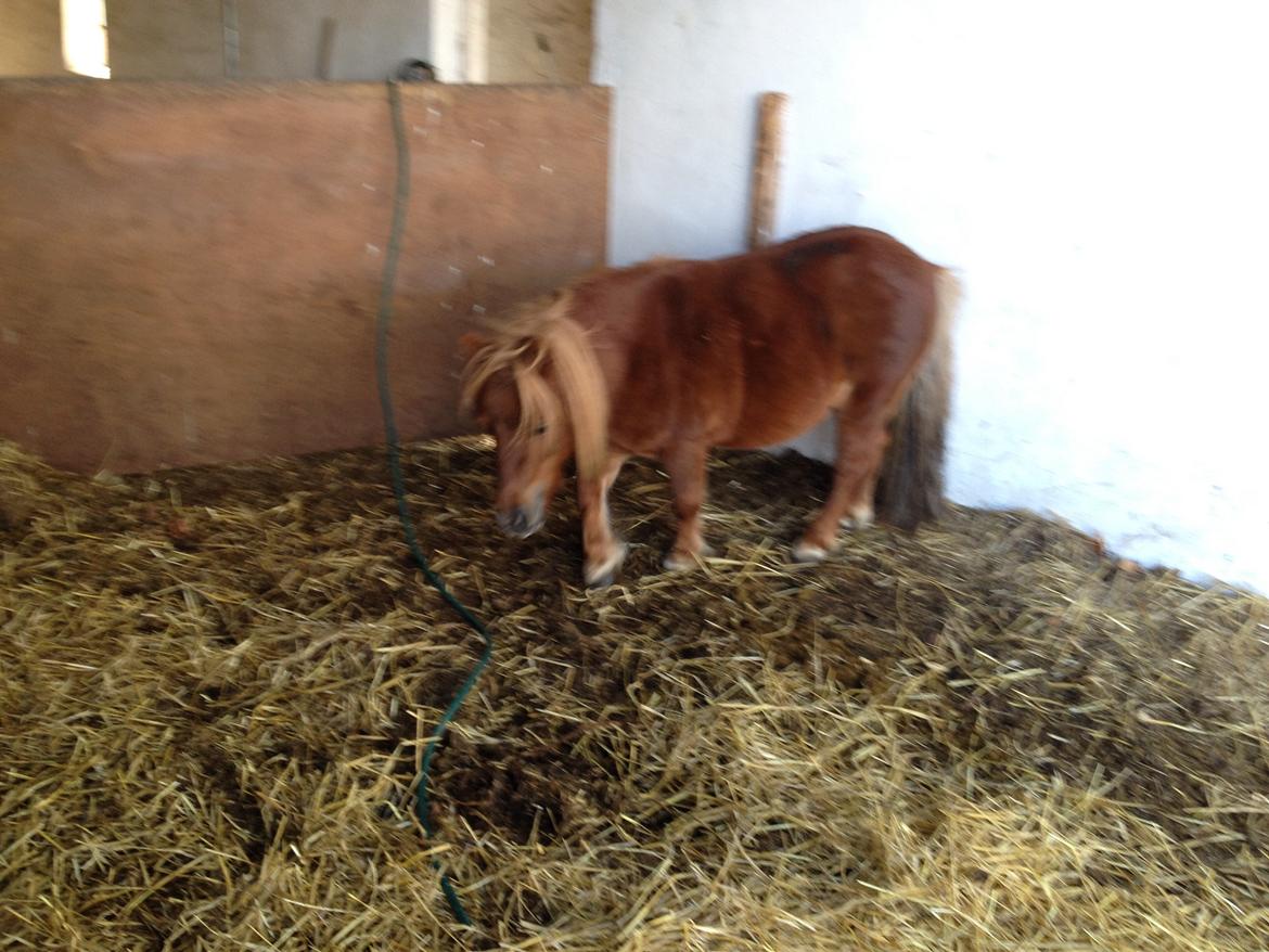 Shetlænder Mille billede 6